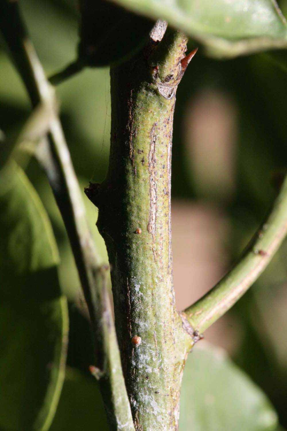            First year twig (Riverside, CA)   